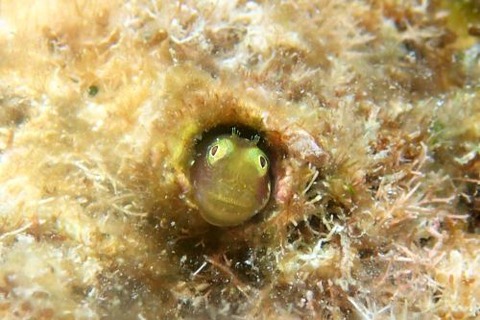 シシマイギンポ