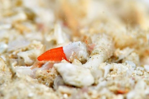 アカンタナス・プシルス