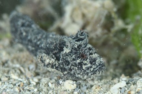 イボオコゼ科の1種