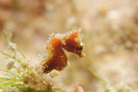 Hippocampus severnsi