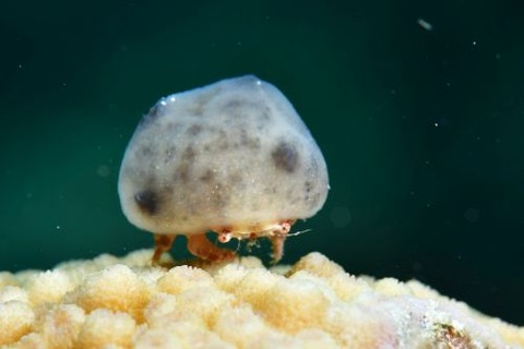 カイカムリ科の1種