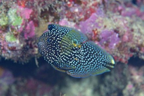 シモフリタナバタウオ