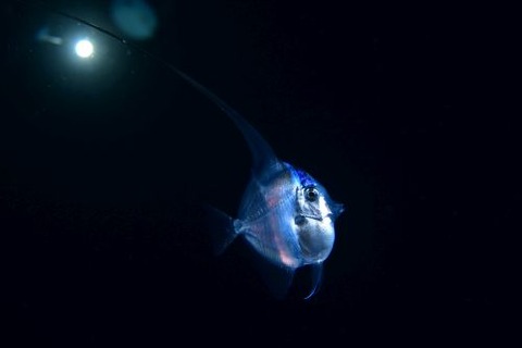 刺激的な水中生物