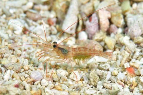 コモレビアカモエビ