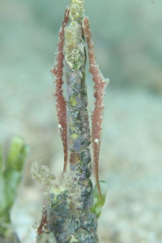 トガリモエビ属の1種