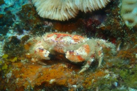 ワタリガニ科の1種