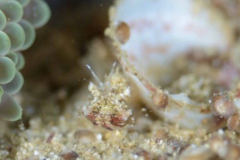 サガミツノメエビ