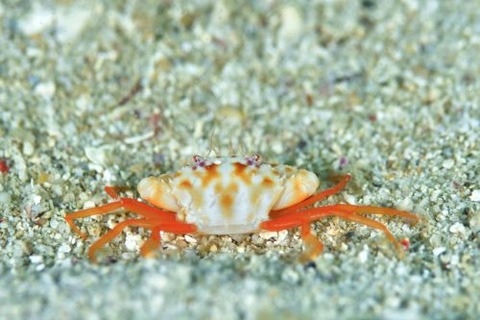 ワタリガニ科の1種