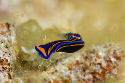 ニシキツバメガイ