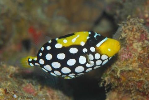 モンガラカワハギ