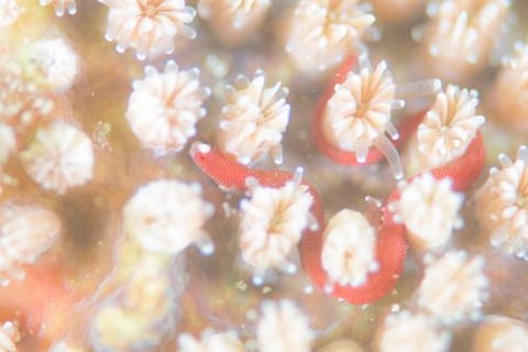 チンヨウジウオ