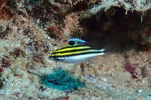 フタスジタマガシラ