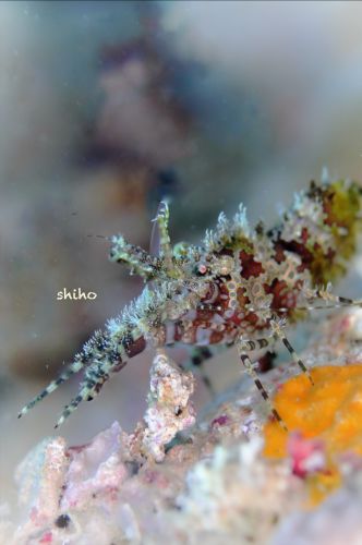 フシウデサンゴモエビ