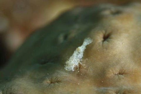 カクレモエビ属の1種