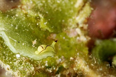 オレンジウミコチョウ