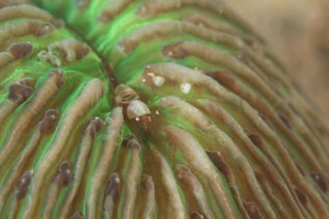 ハモポントニア・フンジコーラ