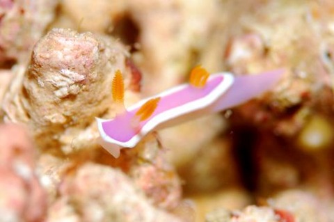 ラベンダーウミウシ