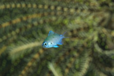 アマミスズメダイ