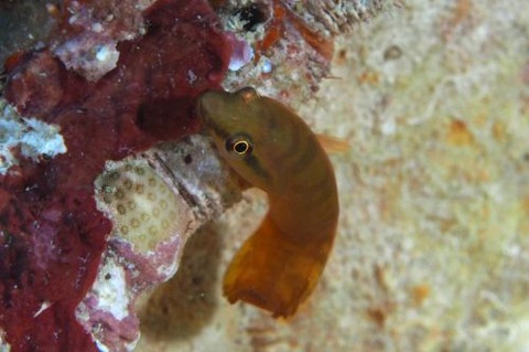 ミサキウバウオ