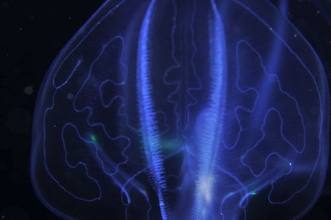 刺激的な水中生物