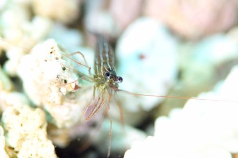 タメトモアカモエビ