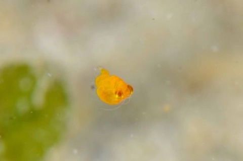 ヒメオオメアミ