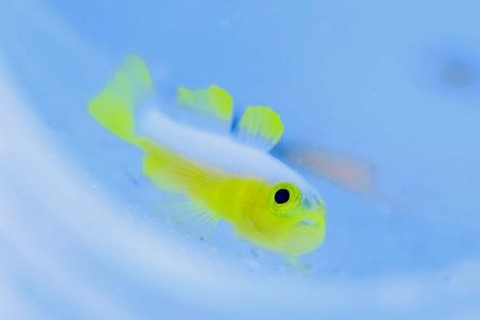 ナカモトイロワケハゼ