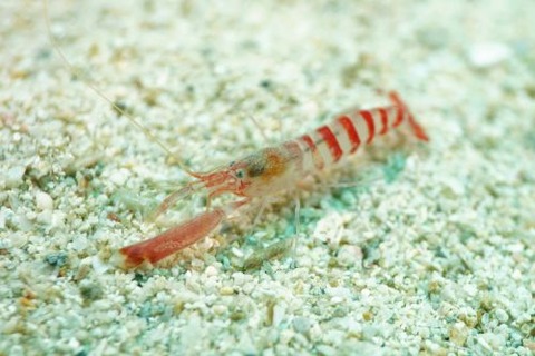 テッポウエビ科の1種