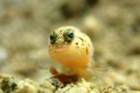 アゴアマダイ属の1種