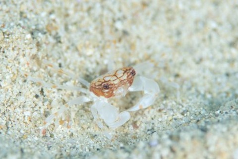 マルバガニ属の1種