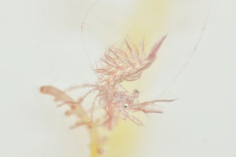 フィコカリス・シムランス