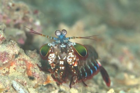 モンハナシャコ