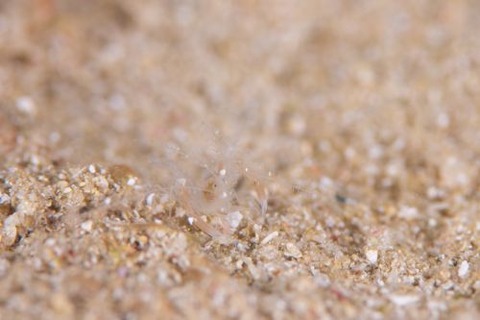 ミクロプロステマ・プルミコールネ