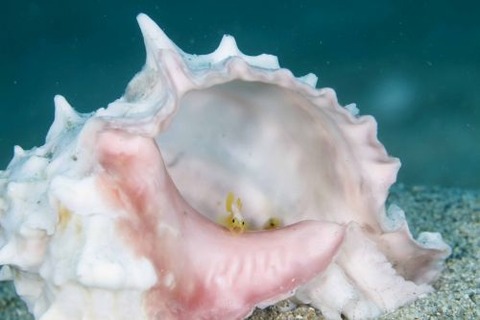 ナカモトイロワケハゼ