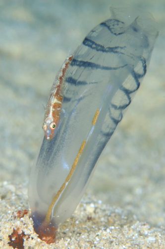 ウミショウブハゼ属の1種