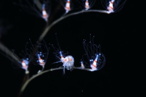 ヨコエビのなかま