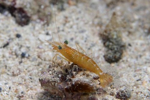 ニコイデス・マルディブエンシス