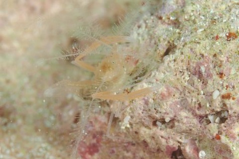 ミクロプロステマ・プルミコールネ