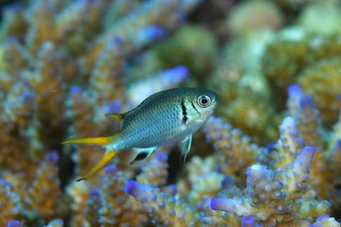 モンスズメダイ