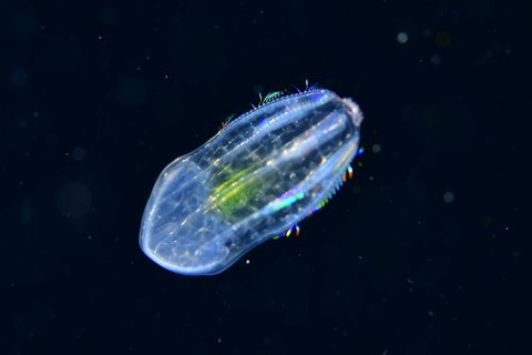 刺激的な水中生物