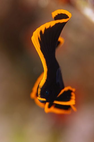 アカククリ