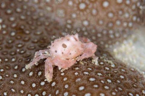 コブシガニ科の1種