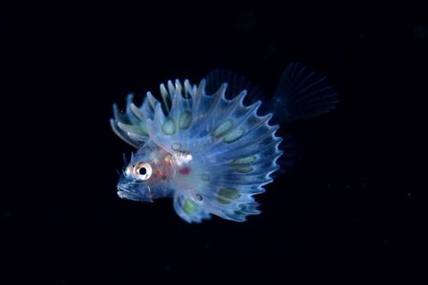 刺激的な水中生物