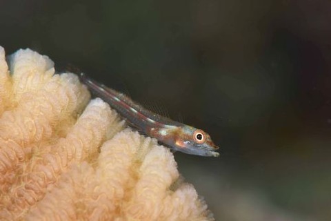 カスリヘビギンポ