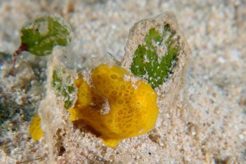 オオモンカエルアンコウ