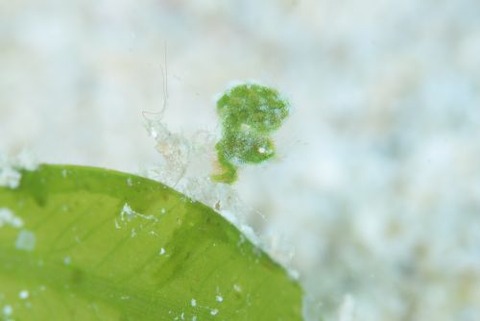 フィコカリス・シムランス