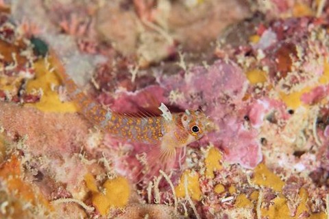 ミカンヘビギンポ