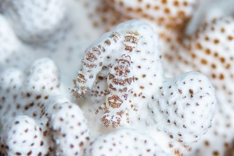 ウズラカクレモエビ