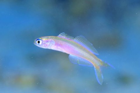 カグヤヒメハゼ