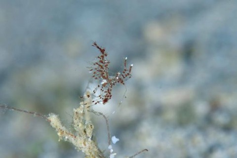 フィコカリス・シムランス